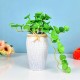 Artificial Plants